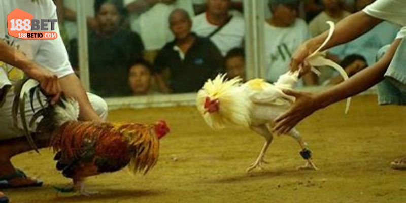 Đá Gà Cựa Sắt Kịch Tính, Bất Ngờ, Cơ Hội Thắng Lớn 2 3+ ưu điểm khiến đá gà cựa sắt 188BET thu hút hội viên