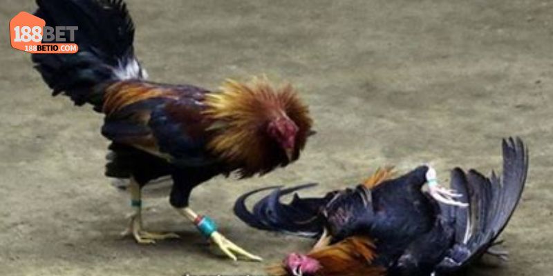 Đá Gà Cựa Sắt Kịch Tính, Bất Ngờ, Cơ Hội Thắng Lớn 3 Đá gà cựa sắt mang lại yếu tố bất ngờ
