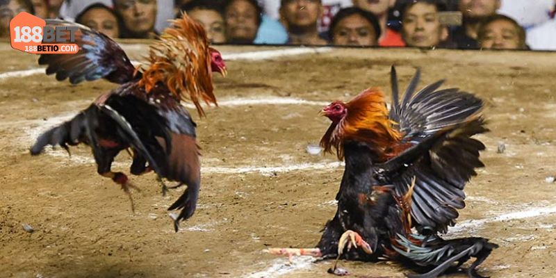 Đá Gà Thomo 188Bet: Thiên Đường Cá Cược Hấp Dẫn Nhất 2 Đôi nét về đá gà Thomo 188Bet