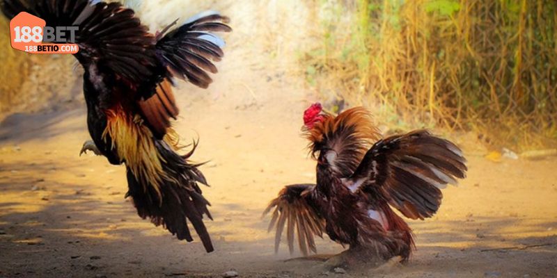 Các Loại Gà Thần Kê Áp Đảo Trận Đấu, Đánh Đâu Thắng Đó 2 Gà chọi nòi sở hữu sức mạnh không tưởng