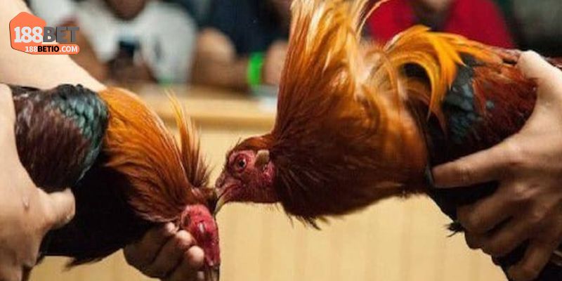 Đá Gà Thomo 188Bet: Thiên Đường Cá Cược Hấp Dẫn Nhất 3 Một số quy định hội viên cần nắm rõ khi tham gia cá cược 188Bet